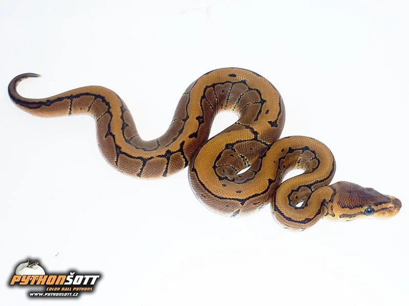 Python regius PINSTRIPE - odchov 2014